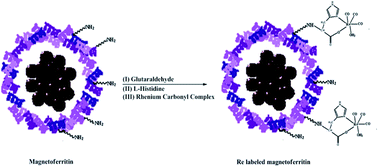 Graphical abstract: Preparation and labeling of surface-modified magnetoferritin protein cages with a rhenium(i) carbonyl complex for magnetically targeted radiotherapy