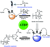 Graphical abstract: Synthesis and characterization of biodegradable copolymer derived from dextrin and poly(vinyl acetate) via atom transfer radical polymerization
