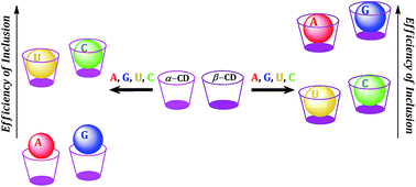 Graphical abstract: Host–guest inclusion complexes of RNA nucleosides inside aqueous cyclodextrins explored by physicochemical and spectroscopic methods