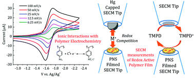 Graphical abstract: Impact of electrolyte composition on the reactivity of a redox active polymer studied through surface interrogation and ion-sensitive scanning electrochemical microscopy