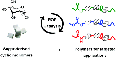 Graphical abstract: Polymers from sugars: cyclic monomer synthesis, ring-opening polymerisation, material properties and applications
