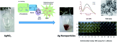 Graphical abstract: π-Stacking assisted redox active peptide–gallol conjugate: synthesis of a new generation of low-toxicity antimicrobial silver nanoparticles