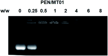 Graphical abstract: Enhancing the osteogenic capacity of MG63 cells through N-isopropylacrylamide-modified polyethylenimine-mediated oligodeoxynucleotide MT01 delivery