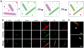 Graphical abstract: Studying structure and dynamics of self-assembled peptide nanostructures using fluorescence and super resolution microscopy