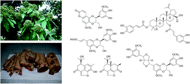 Graphical abstract: Bioactive composition of Reevesia formosana root and stem with cytotoxic activity potential