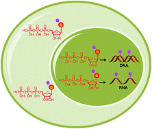 Graphical abstract: Modified nucleoside triphosphates exist in mammals