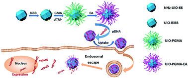 Graphical abstract: A dendritic catiomer with an MOF motif for the construction of safe and efficient gene delivery systems