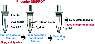 Graphical abstract: An integrated strategy for highly sensitive phosphoproteome analysis from low micrograms of protein samples