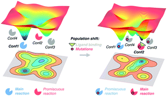 Graphical abstract: Role of conformational dynamics in the evolution of novel enzyme function