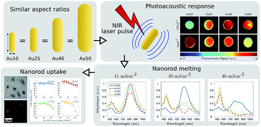 Graphical abstract: Optimising gold nanorods for photoacoustic imaging in vitro