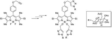 Graphical abstract: Syntheses of 1,2,3-triazole-BODIPYs bearing up to three carbohydrate units