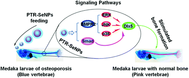 Graphical abstract: Polysaccharide-protein complex-decorated selenium nanosystem as an efficient bone-formation therapeutic