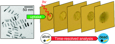 Graphical abstract: Monitoring the death of single BaF3 cells under plasmonic photothermal heating induced by ultrasmall gold nanorods