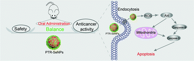 Graphical abstract: Systematic acute and subchronic toxicity evaluation of polysaccharide–protein complex-functionalized selenium nanoparticles with anticancer potency