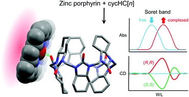 Graphical abstract: Supramolecular chirogenesis in zinc porphyrins by enantiopure hemicucurbit[n]urils (n = 6, 8)