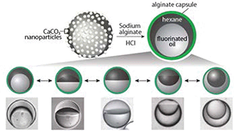 Graphical abstract: Polyelectrolyte hydrogel capsules as stabilizers for reconfigurable complex emulsions