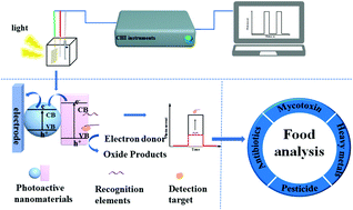 Graphical abstract: Recent developments of photoelectrochemical biosensors for food analysis