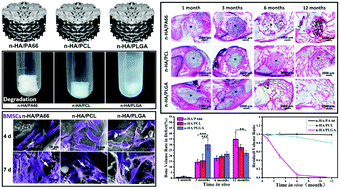 Graphical abstract: The long-term behaviors and differences in bone reconstruction of three polymer-based scaffolds with different degradability