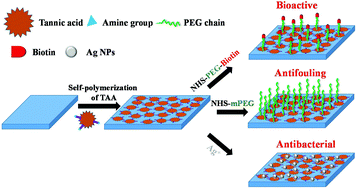 Graphical abstract: Amino-containing tannic acid derivative-mediated universal coatings for multifunctional surface modification