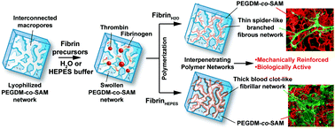 Graphical abstract: Engineering a macroporous fibrin-based sequential interpenetrating polymer network for dermal tissue engineering