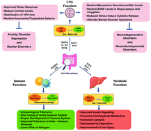 Gut microbiota in mental health and depression: role of pre/pro/synbiotics  in their modulation - Food & Function (RSC Publishing)