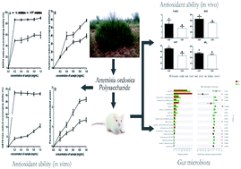 Graphical abstract: Optimization extraction and characterization of Artemisia ordosica polysaccharide and its beneficial effects on antioxidant function and gut microbiota in rats
