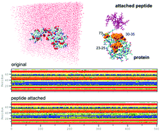 Graphical abstract: Effect of conjugated (EK)10 peptide on structural and dynamic properties of ubiquitin protein: a molecular dynamics simulation study