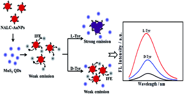 Graphical abstract: Fluorometric discrimination of tyrosine isomers based on the inner filter effect of chiral Au nanoparticles on MoS2 quantum dots