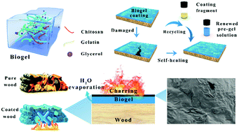 Graphical abstract: A self-healing, recyclable, and degradable fire-retardant gelatin-based biogel coating for green buildings