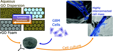 Graphical abstract: Tuneable synthetic reduced graphene oxide scaffolds elicit high levels of three-dimensional glioblastoma interconnectivity in vitro