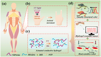 Graphical abstract: Bioinspired conductive structural color hydrogels as a robotic knuckle rehabilitation electrical skin