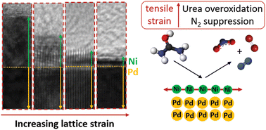 Graphical abstract: The effect of tensile strain in Pd–Ni core–shell nanocubes with tuneable shell thickness on urea electrolysis selectivity