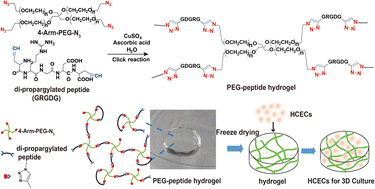 Graphical abstract: Biofunctional peptide-click PEG-based hydrogels as 3D cell scaffolds for corneal epithelial regeneration