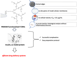 Graphical abstract: Preclinical evaluation of modified carbon nanohorns and their complexation with insulin