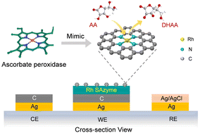 Graphical abstract: Rh single-atom nanozymes for efficient ascorbic acid oxidation and detection