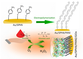 Graphical abstract: An electrografted monolayer of polyaniline as a tuneable platform for a glucose biosensor