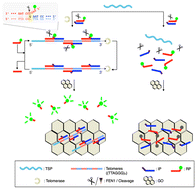 Graphical abstract: Background-filtered telomerase activity assay with cyclic DNA cleavage amplification