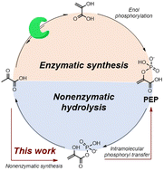 Graphical abstract: A single phosphorylation mechanism in early metabolism – the case of phosphoenolpyruvate