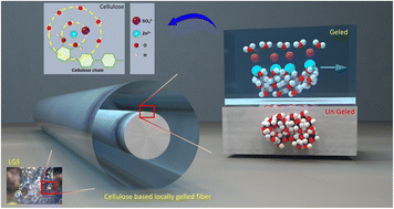 Graphical abstract: Localized gelation cellulose separators enable dendrite-free anodes for future zinc-ion batteries