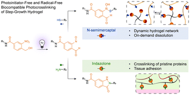 Graphical abstract: Photoinitiator-free light-mediated crosslinking of dynamic polymer and pristine protein networks