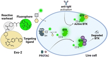 Graphical abstract: Design and application of a fluorescent probe for imaging of endogenous Bruton's tyrosine kinase with preserved enzymatic activity