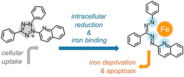 Graphical abstract: Quinoline-based tetrazolium prochelators: formazan release, iron sequestration, and antiproliferative efficacy in cancer cells