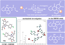 Graphical abstract: Tribromide enabled step-up generation of spirolactams from esters employing oxidative dearomatization of arenols