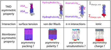Graphical abstract: Asymmetric membrane properties through a protein lens