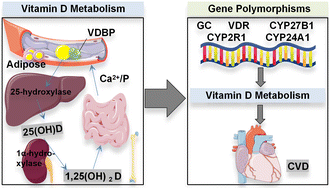 Graphical abstract: Correlation between vitamin D metabolic pathway-related gene polymorphisms and cardiovascular disease