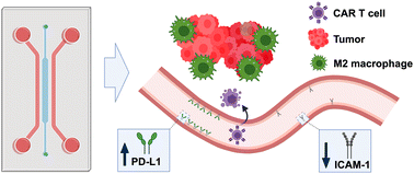 Graphical abstract: Vascularized tumor-on-a-chip to investigate immunosuppression of CAR-T cells