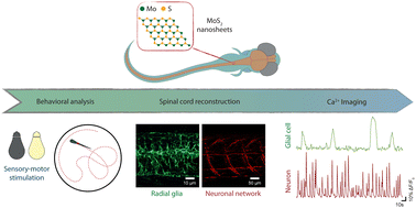 Graphical abstract: MoS2 2D materials induce spinal cord neuroinflammation and neurotoxicity affecting locomotor performance in zebrafish