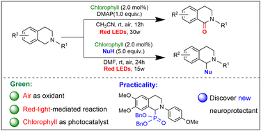 Graphical abstract: Red-light-induced high-efficiency oxidation and functionalization of tetrahydroisoquinoline derivatives using chlorophyll as a photocatalyst