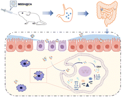 Graphical abstract: Oral pH- and inflammation-targeted delivery system with biodegradable multi-layer core–shell nanocapsules for the treatment of ulcerative colitis