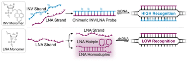 Graphical abstract: Recognition of mixed-sequence double-stranded DNA regions using chimeric Invader/LNA probes